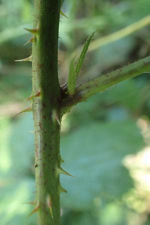 Rubus nord-weschnitztal \ Nord-Weschnitztler Haselblatt-Brombeere, D Odenwald, Mitlechtern 26.6.2020