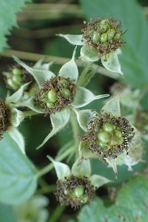 Rubus nord-weschnitztal \ Nord-Weschnitztler Haselblatt-Brombeere, D Odenwald, Mitlechtern 26.6.2020