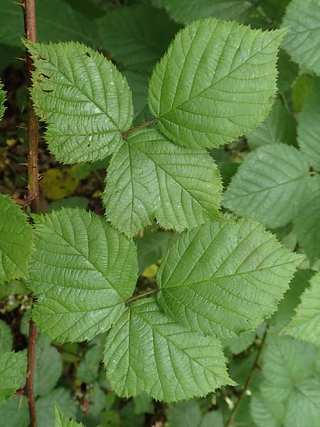 Rubus nord-weschnitztal \ Nord-Weschnitztler Haselblatt-Brombeere, D Odenwald, Mitlechtern 14.7.2020