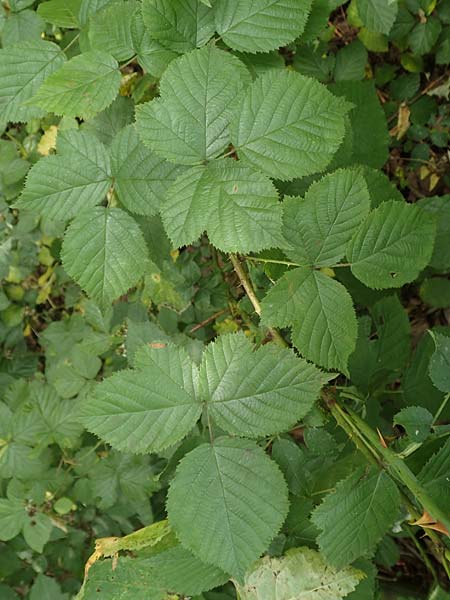 Rubus nord-weschnitztal \ Nord-Weschnitztler Haselblatt-Brombeere / Northern Weschnitz-Valley Bramble, D Odenwald, Mitlechtern 14.7.2020