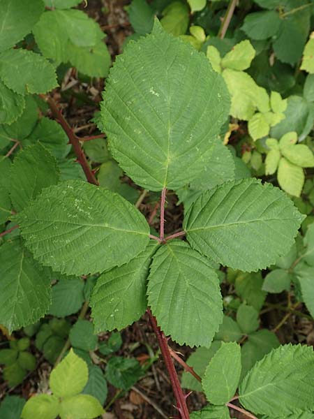 Rubus winteri \ Winters Brombeere, D Herne 28.7.2020