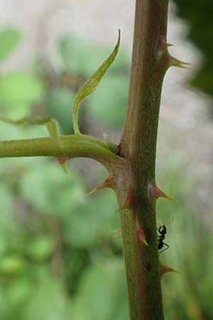 Rubus winteri \ Winters Brombeere, D Herne 28.7.2020