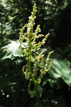 Rumex alpestris / Mountain Dock, D Black-Forest, Feldberg 24.6.2007