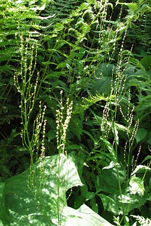 Rumex alpestris / Mountain Dock, D Black-Forest, Feldberg 24.6.2007