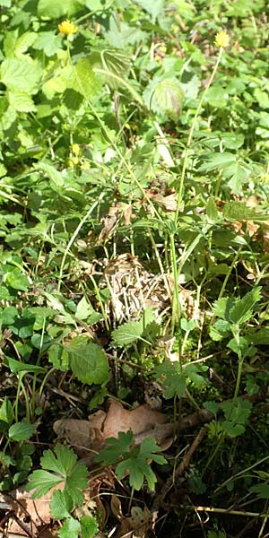 Ranunculus arundinoides \ Angelrutenartiger Gold-Hahnenfu, D Korschenbroich-Neersbroich 23.4.2017