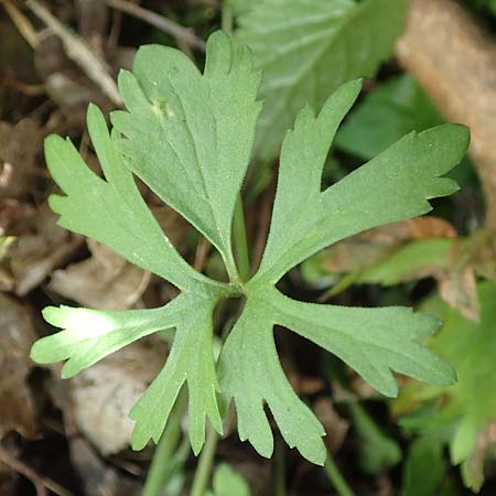 Ranunculus arundinoides \ Angelrutenartiger Gold-Hahnenfu, D Korschenbroich-Neersbroich 23.4.2017