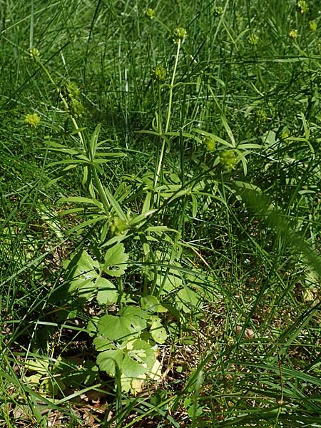 Ranunculus auricomus specN ? \ Gold-Hahnenfu / Goldilocks, D Werbachhausen 20.5.2017