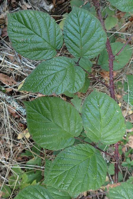 Rubus subcordatus \ Herzhnliche Brombeere / Heart-Leaved Bramble, D Eppingen-Elsenz 11.9.2019