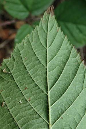 Rubus subcordatus \ Herzhnliche Brombeere / Heart-Leaved Bramble, D Eppingen-Elsenz 11.9.2019