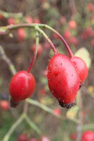 Rosa canina \ Hunds-Rose / Dog Rose, Wild Briar, D Mannheim 27.10.2019