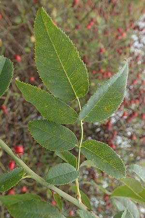 Rosa canina \ Hunds-Rose / Dog Rose, Wild Briar, D Mannheim 27.10.2019