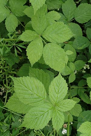 Rubus camptostachys / Hairy Bramble, D Herne 10.6.2020