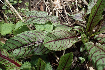 Rumex rugosus \ Garten-Sauer-Ampfer / Wrinkled Sorrel, D Burg Frankenstein 10.4.2023