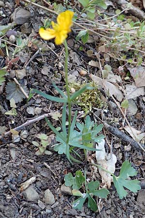 Ranunculus arundo \ Angelruten-Gold-Hahnenfu / Fishing-Rod Goldilocks, D Nettersheim-Holzmülheim 23.4.2017