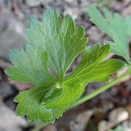 Ranunculus arundo \ Angelruten-Gold-Hahnenfu / Fishing-Rod Goldilocks, D Nettersheim-Holzmülheim 23.4.2017