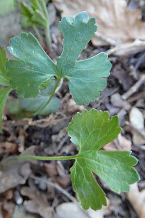 Ranunculus arundo / Fishing-Rod Goldilocks, D Nettersheim-Holzmülheim 23.4.2017