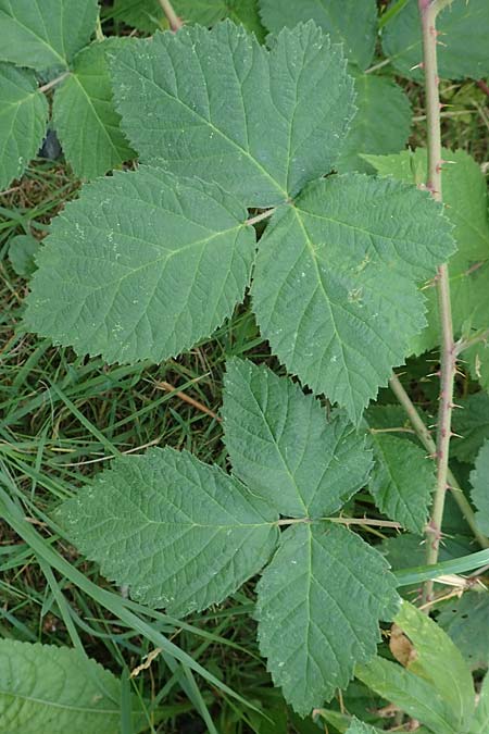 Rubus zollvereinensis \ Zollverein-Haselblatt-Brombeere / Zollverein Bramble, D Essen 27.7.2019