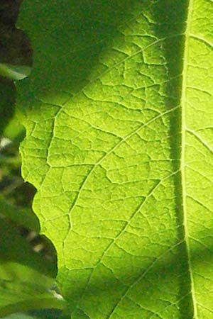 Salix x rubens \ Fahl-Weide, Rot-Weide / Hybrid Crack Willow, D Odenwald, Schönau 26.4.2007