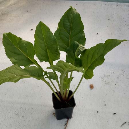 Silphium perfoliatum \ Durchwachsene Silphie, Verwachsenblttrige Becherpflanze / Cup Plant, D Emsdetten 12.8.2018 (Photo: Josef Berkemeyer)