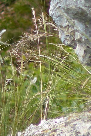 Stipa calamagrostis \ Silber-Raugras, Silber-hrengras, D Beuron 26.6.2018