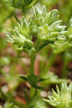 Scleranthus polycarpos \ Triften-Knuelkraut / German Knotweed, D Schwarzwald/Black-Forest, Belchen 27.5.2017
