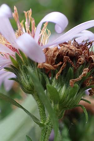 Symphyotrichum novi-belgii \ Neubelgische Herbst-Aster / Michaelmas Daisy, New York Aster, D Eppenbrunn 3.11.2022