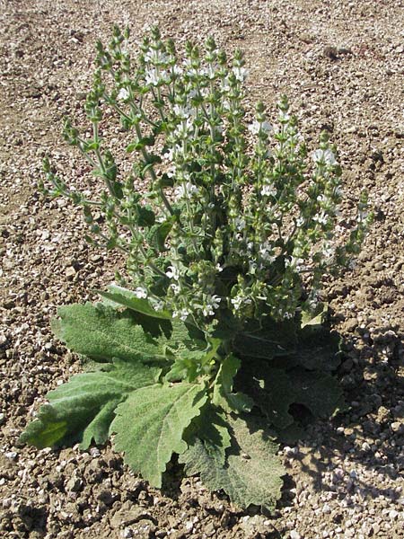 Salvia aethiopis \ Ungarischer Salbei, Woll-Salbei / Woolly Clary, Mediterranean Sage, D Botan. Gar.  Universit.  Mainz 4.8.2007