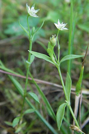 Stellaria alsine \ Quell-Sternmiere / Bog Stitchwort, D Mörfelden-Walldorf 6.8.2007