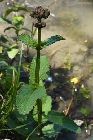 Scrophularia auriculata \ Wasser-Braunwurz, D Eggenstein-Leopoldshafen 28.6.2015