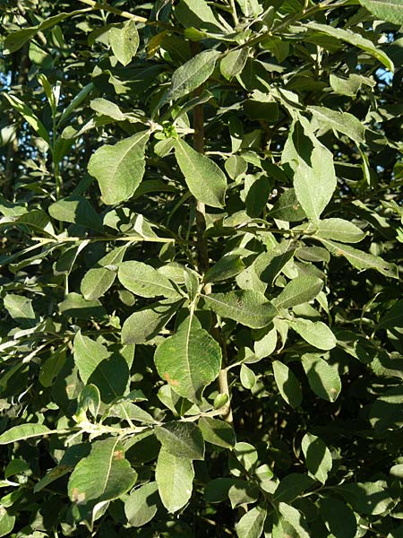 Salix aurita \ Ohr-Weide, D Leutkirch 10.7.2015