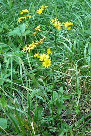 Senecio aquaticus \ Wasser-Greiskraut / Marsh Ragwort, D Allensbach 11.7.2015