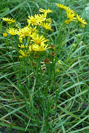 Senecio aquaticus \ Wasser-Greiskraut, D Allensbach 11.7.2015