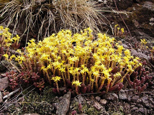 Sedum acre \ Scharfer Mauerpfeffer, D Bad Münster am Stein - Niederhausen 6.6.2015