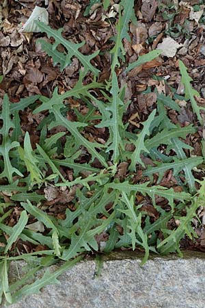 Sonchus arvensis \ Acker-Gnsedistel / Perennial Sow-Thistle, Common Field Sow-Thistle, D Schwenningen (Schwäb. Alb) 26.7.2015