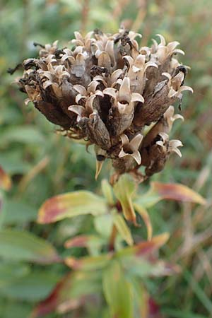 Saponaria officinalis \ Gemeines Seifenkraut / Soapwort, D Mannheim 21.10.2015