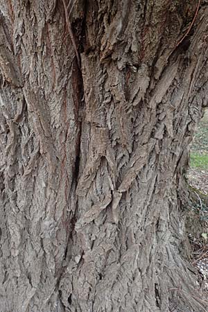 Salix alba \ Silber-Weide / White Willow, D Mannheim 3.4.2016