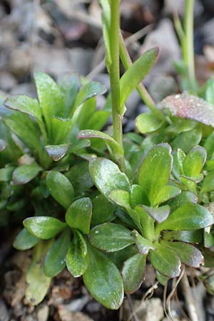 Arabis soyeri \ Soyers Gnsekresse, Glnzende Gnsekresse / Soyer's Rock-Cress, D Botan. Gar.  Universit.  Heidelberg 21.4.2016