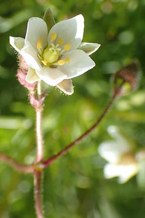 Spergula arvensis \ Acker-Sprgel, D Erlenbach am Main 28.4.2016