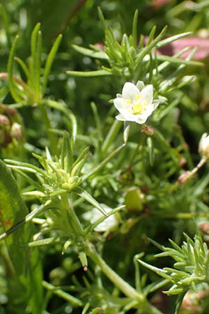 Spergula arvensis \ Acker-Sprgel / Corn Spurrey, D Erlenbach am Main 28.4.2016