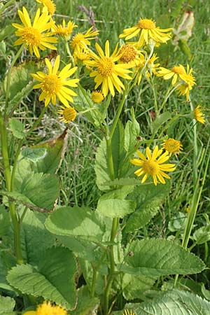 Senecio alpinus \ Alpen-Greiskraut, D Pfronten 28.6.2016