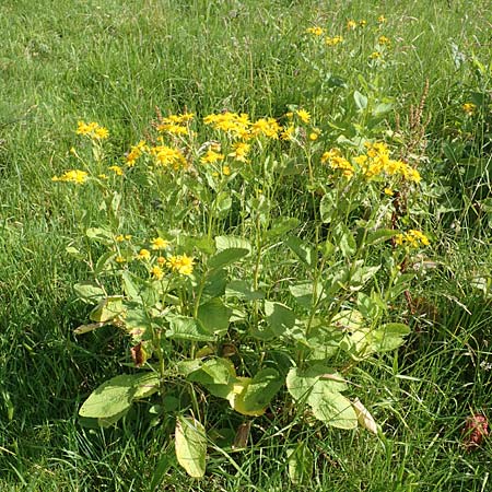 Senecio alpinus \ Alpen-Greiskraut, D Pfronten 28.6.2016