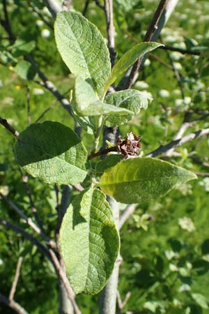 Salix caprea \ Sal-Weide / Goat Willow, D Schwarzwald/Black-Forest, Feldberg 10.7.2016