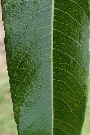 Salix udensis \ Japanische Drachen-Weide, Amur-Weide, D Kleinwallstadt am Main 16.7.2016