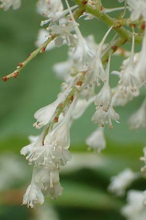 Fallopia sachalinensis \ Sachalin-Stauden-Knterich / Giant Knodweed, D Heidelberg 20.9.2016