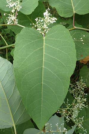 Fallopia sachalinensis \ Sachalin-Stauden-Knterich / Giant Knodweed, D Heidelberg 20.9.2016