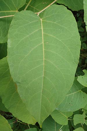 Fallopia sachalinensis \ Sachalin-Stauden-Knterich / Giant Knodweed, D Heidelberg 20.9.2016