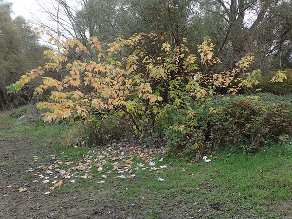 Acer saccharinum \ Silber-Ahorn / Silver Maple, D Brühl bei/near Mannheim 13.11.2016