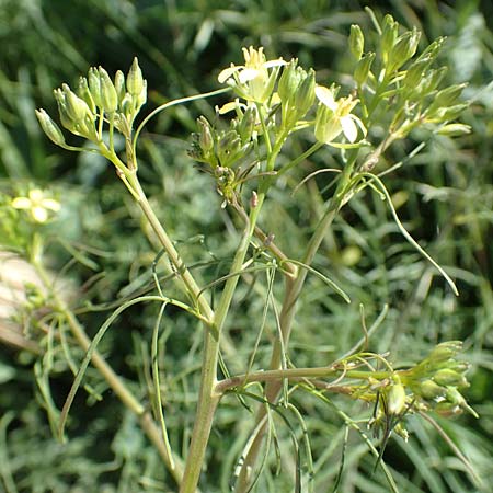 Sisymbrium altissimum \ Riesen-Rauke, Ungarische Rauke / Tall Rocket, D Hochheim am Main 26.5.2017