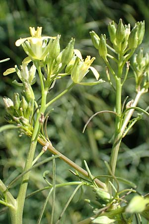 Sisymbrium altissimum \ Riesen-Rauke, Ungarische Rauke / Tall Rocket, D Hochheim am Main 26.5.2017