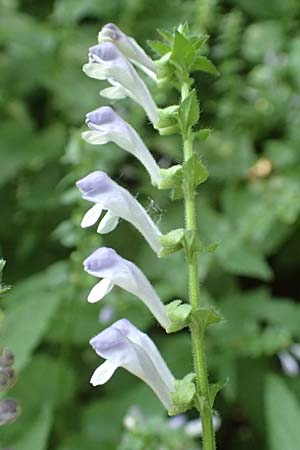 Scutellaria altissima \ Hohes Helmkraut / Tall Skullcap, D Weinheim an der Bergstraße 31.5.2017